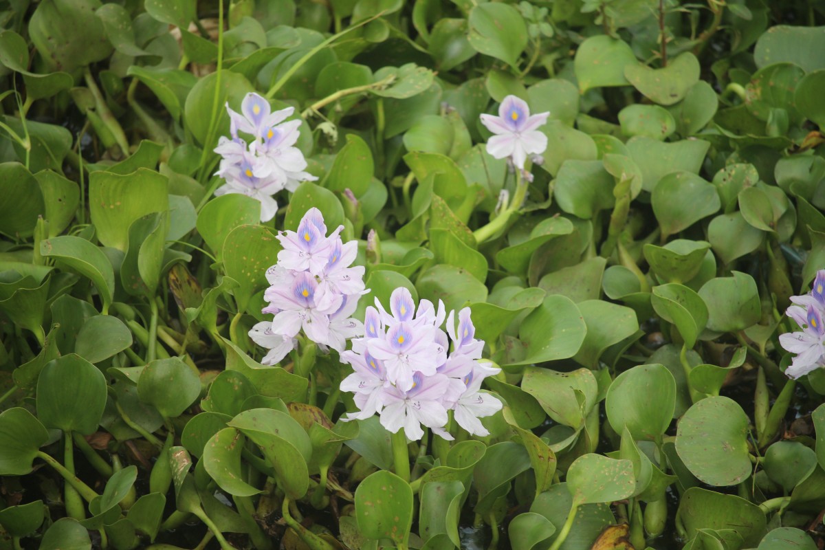Pontederia crassipes Mart.